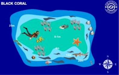 Black Coral Reef